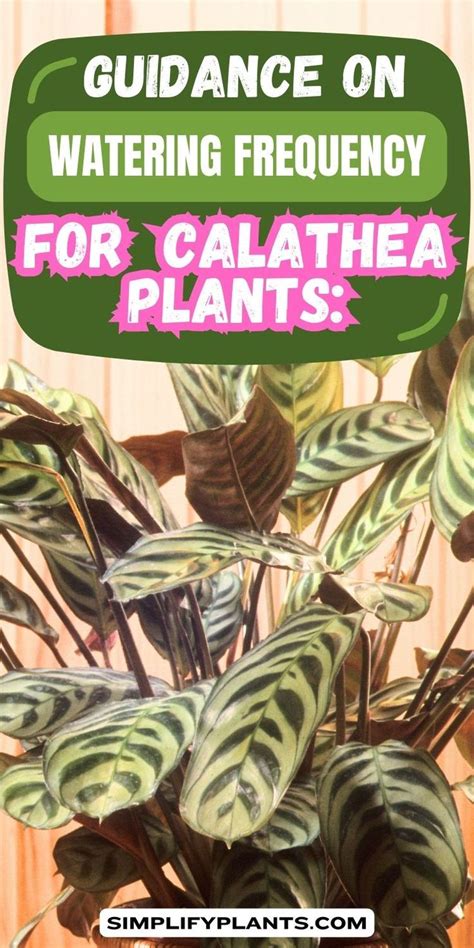 how often to water calathea